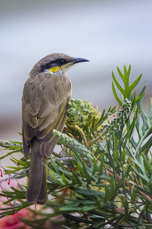 黄脸蜜蜂(Caligavis chrysops)